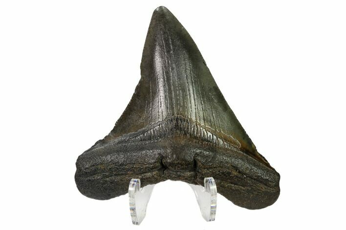Angustidens Tooth - Megalodon Ancestor #164958